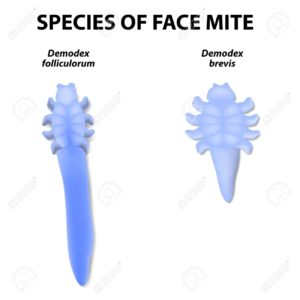 demodex mites